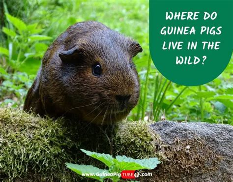 Where Do Guinea Pigs Live In the Wild? | All You Need to Know! - Guinea ...