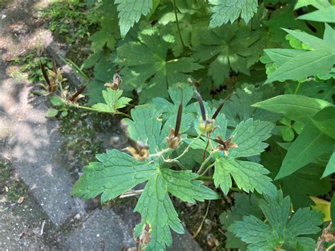 Holy Flying Geranium Seeds! (Video) | LaptrinhX / News