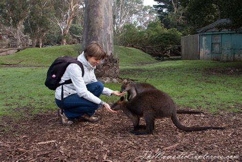 A day trip to the Phillip Island Wildlife Park | The Nomadic Explorers ...