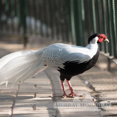 Silver Pheasant Table Decorations | Shelly Lighting