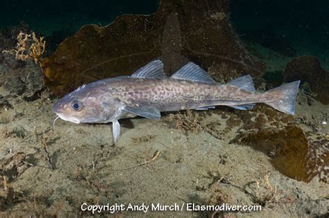 Pacific Cod Pictures - images of Gadus macrocephalus