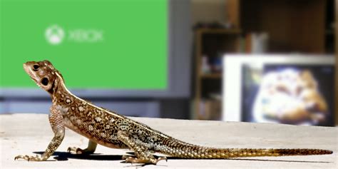 Lizard Squad claims responsibility for DDoS attack against former Sony ...