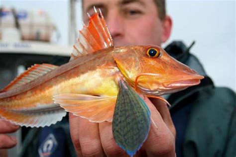 What Is the Gurnard Fish and How to Catch One | BadAngling