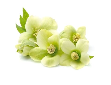 Premium Photo | Hellebore flowers isolated.