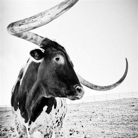 Black and White Longhorn Logo - LogoDix