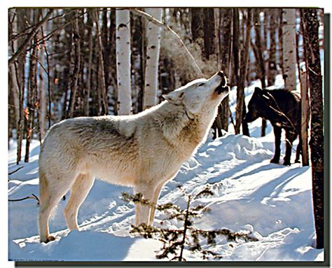 Gray Wolf in Snow Poster | Animal Posters | Wolf Posters