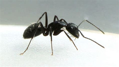 Everything You Need to Know About Common Australian Ants-min - Canberra Pest Control