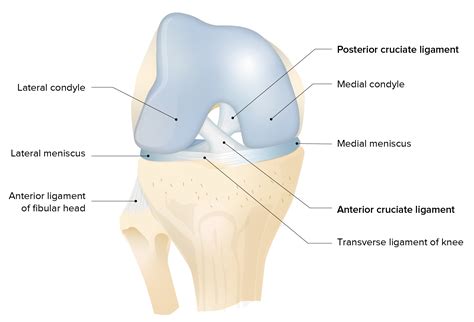 Transverse Ligament Of Knee