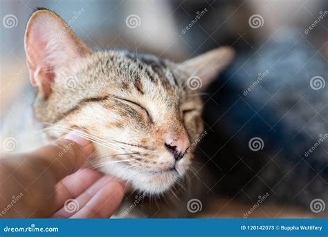 Scratching Chin Stock Images - Download 239 Royalty Free Photos