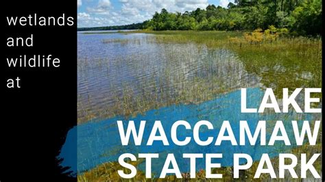 Wetlands and wildlife at Lake Waccamaw State Park ncwetlands - YouTube