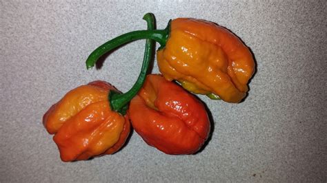 Capsicum chinense | hrseeds