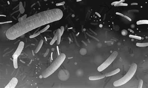 Introducing Lactobacillus part 1: Taxonomy, antimicrobials, and ...