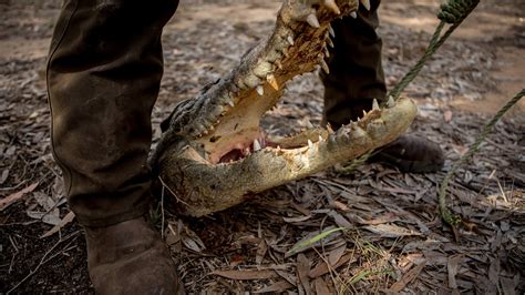 Inside the Rugged Lives of Crocodile Hunters