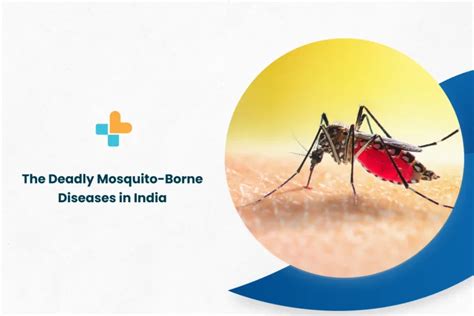 The Deadly Mosquito-Borne Diseases In India - Ayu Health