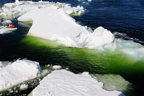 "Crazy Green" Algae Pools Seen in Antarctic Sea