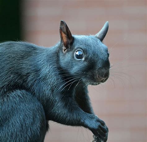 Black Squirrels: What Are They and Where Did They Come From?