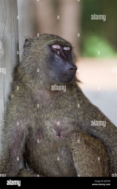 Olive baboon behavior hi-res stock photography and images - Alamy