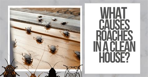 What Causes Roaches in a Clean House? Some Will Surprise You!