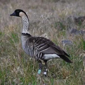 Hawaiian Goose - Facts, Diet, Habitat & Pictures on Animalia.bio