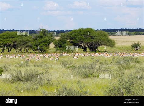 springbok herd - standing on meadow Stock Photo - Alamy