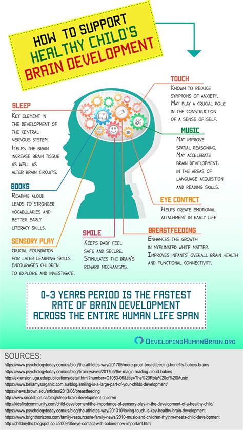 Stages Of Brain Development Infographics | Images and Photos finder