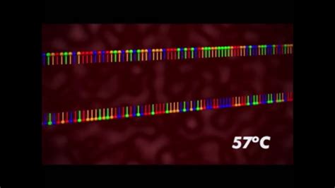 PCR Animation - YouTube