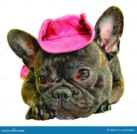 Dog In Pink Cowboy Hat Stock Photography - Image: 10491772