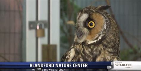 Owl ambassadors at Blandford Nature Center - Michigan Wildlife Council