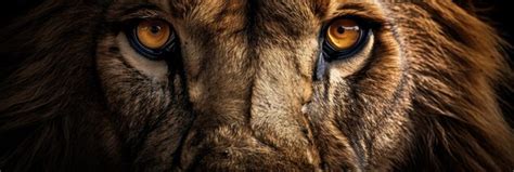 Premium AI Image | Eyes of a lion close up