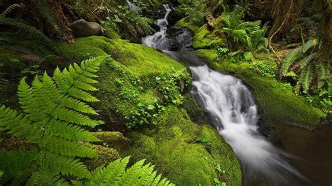 Bing image: Cool water in the Quinault - Bing Wallpaper Gallery