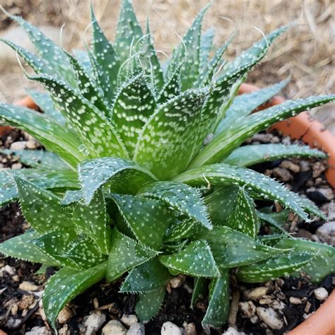 Aristaloe Aristata (formerly Aloe Aristata), Lace Aloe in GardenTags plant encyclopedia