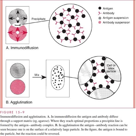 Antigen Antibody Reaction Agglutination