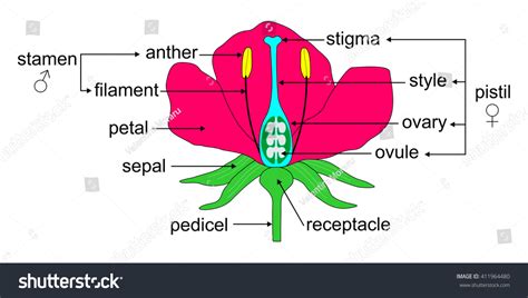 39,832 Flower Anthers Images, Stock Photos & Vectors | Shutterstock