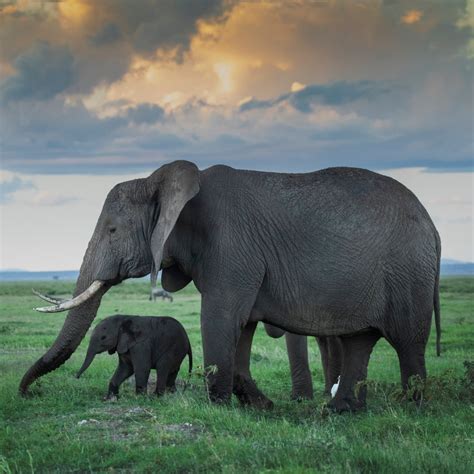 Mother elephant and her calf