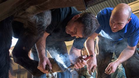 Guide to Becoming a Farrier: Skills, Schools, & More