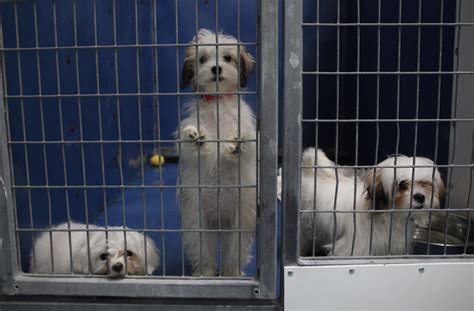 Animal Foundation to raffle off 27 puppies that survived pet store fire ...