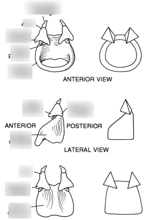 corniculate cartilage Diagram | Quizlet