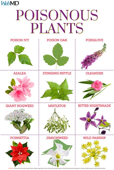 Poison clipart poisonous plant, Poison poisonous plant Transparent FREE for download on ...