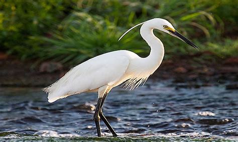 What Are Wading Birds? - WorldAtlas