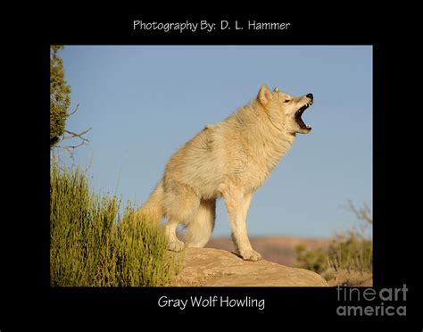 Grey Wolf Howling Photograph by Dennis Hammer | Fine Art America