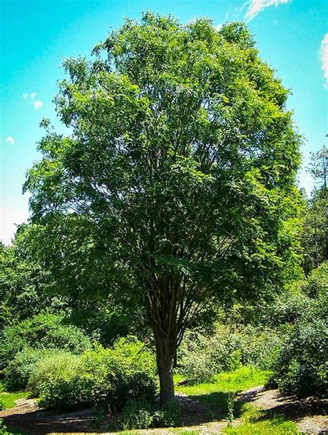 Buy Zelkova Trees Online | The Tree Center™