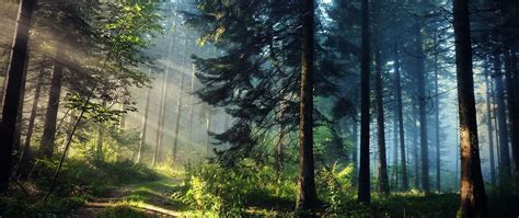 #ultra-wide #photography #nature #trees #forest sun rays #2K #wallpaper #hdwallpaper #desktop ...