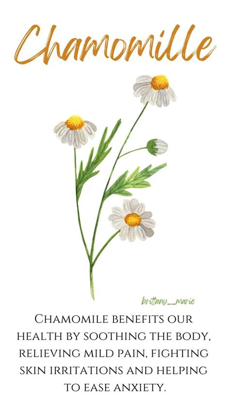 Chamomile benefits! | Improve skin health, Immune health, Digestive health