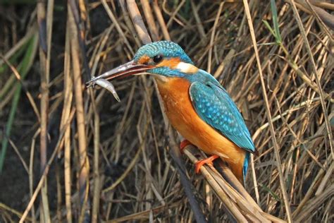 Common kingfisher (Alcedo atthis)