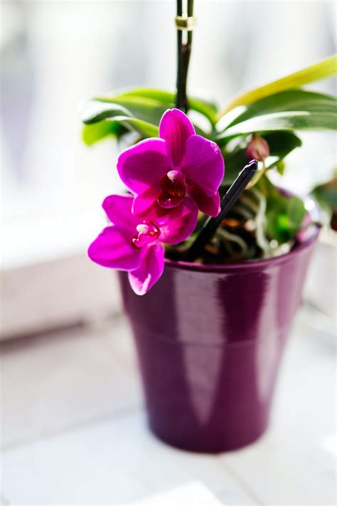 Pink orchid · Free Stock Photo