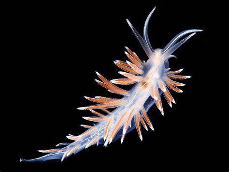 Sea Slug Facts: 12 Beautiful Species - Owlcation