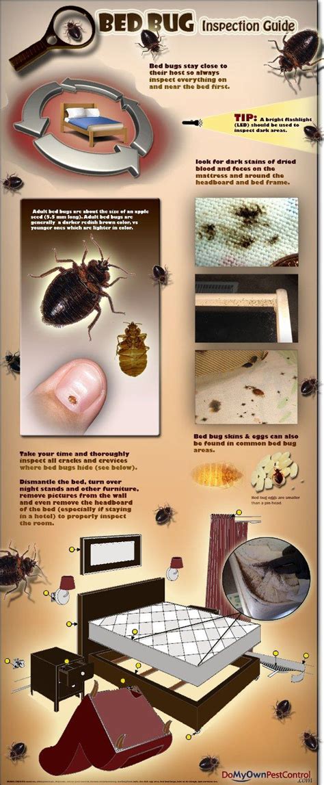 Bed Bug Inspection Guide (infographic) | Bed Bug Control, Diy Pest ...