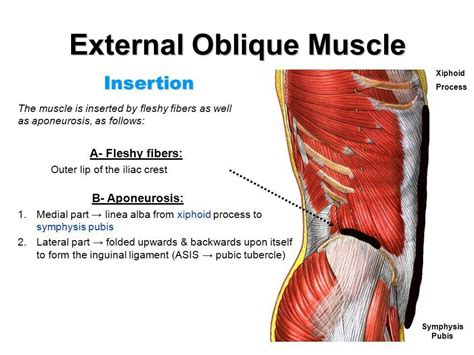 External oblique muscle, origin and insertion Forms the inguinal ...