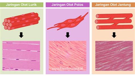 Fungsi Jaringan Otot – Ujian