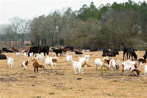 At White Oak Pastures, Grass-Fed Beef Is Only the Beginning - The New ...